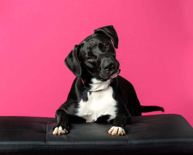 Black Dog Syndrome