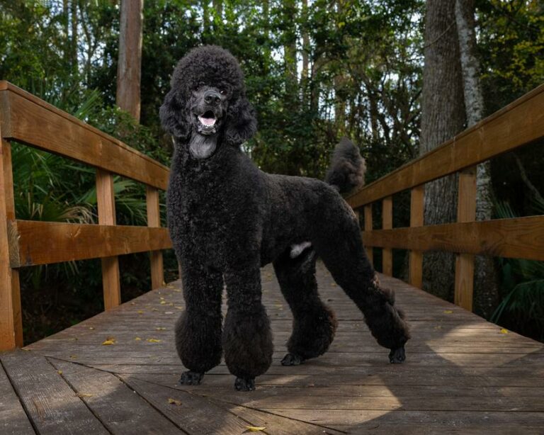 Meet Zuko - Standard Poodle