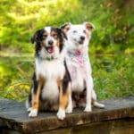 Doggies Piper and Bogo – Two is Better Than One