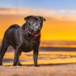 First Coast Pets – Meet Busy The Pug