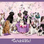 National Dog Day – Let’s Pawty