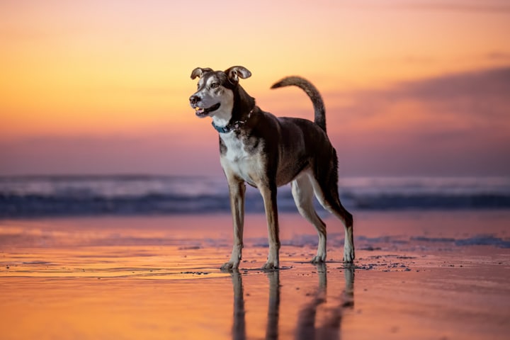 The World's Happiest Noodle Dog - Tali