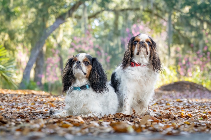 Meet Pups Nate & Bailey