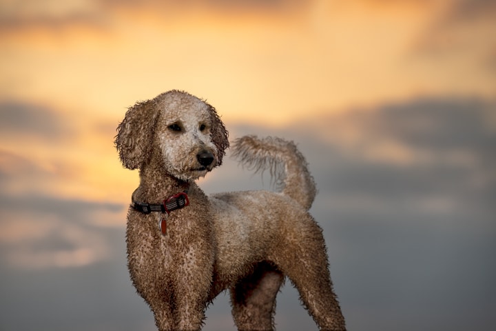 The Adventures of Cooper the Goldendoodle