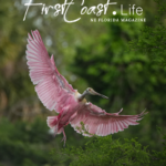 Tips for Local Bird Photography by Kristina Gavigan