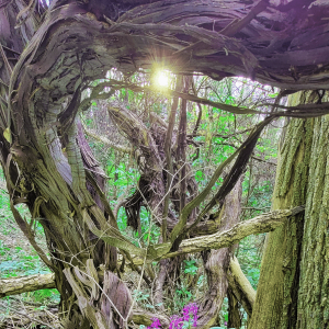 April2023-NC-Sunset-web