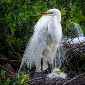 Guardian-Great-Egret