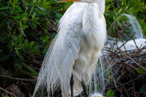 Guardian-Great-Egret