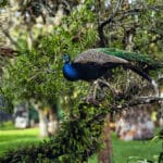 Vibrant Plumage On Display: Majestic Peacocks of South Florida