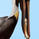 Nature - Pelican Gets a Meal