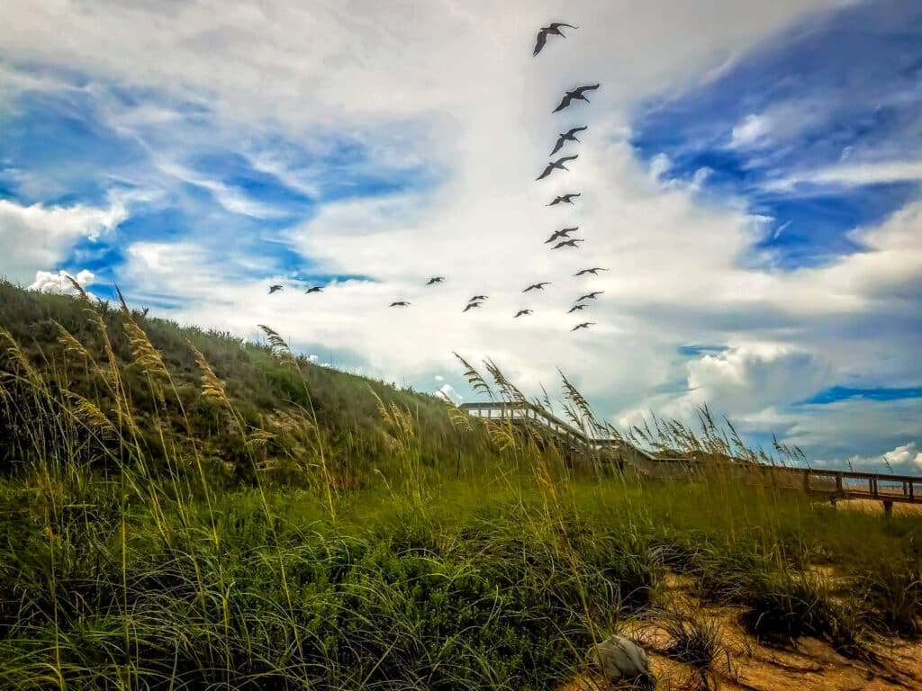 Vimaris-Photography-Ponte-Vedra-Jacksonville-Beach-Landscape-Wildlife-2022-1