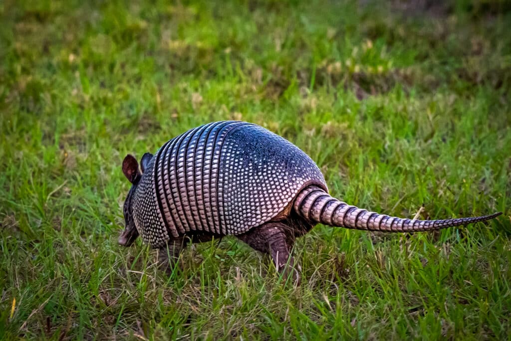 Vimaris-Photography-Ponte-Vedra-Jacksonville-Beach-Landscape-Wildlife-2022