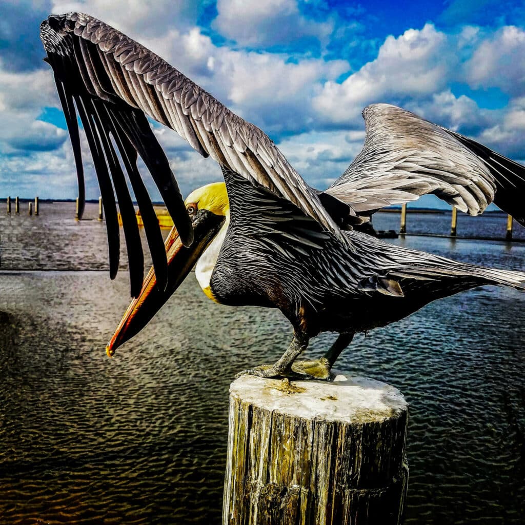 Vimaris-Photography-Ponte-Vedra-Jacksonville-Beach-Landscape-Wildlife-2022-190