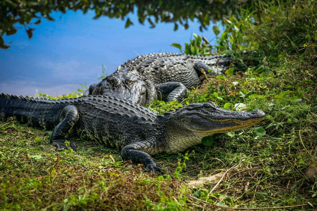 Vimaris-Photography-Ponte-Vedra-Jacksonville-Beach-Landscape-Wildlife-2022-2