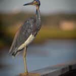 Tricolored Heron at Sunset