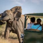Journey Through An African Safari