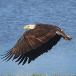 Bald Eagle In Flight
