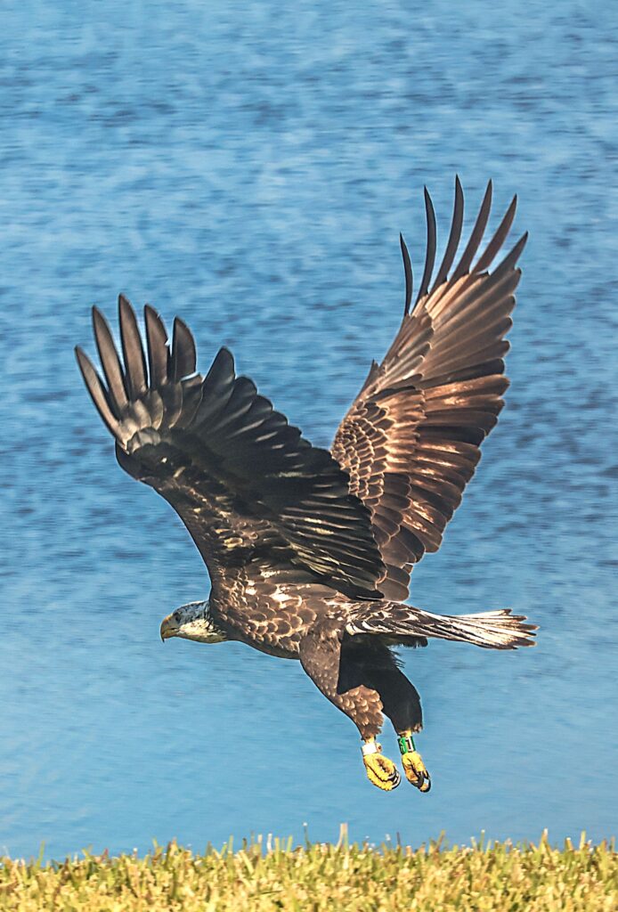 IMG_6011-Bald-Eagle