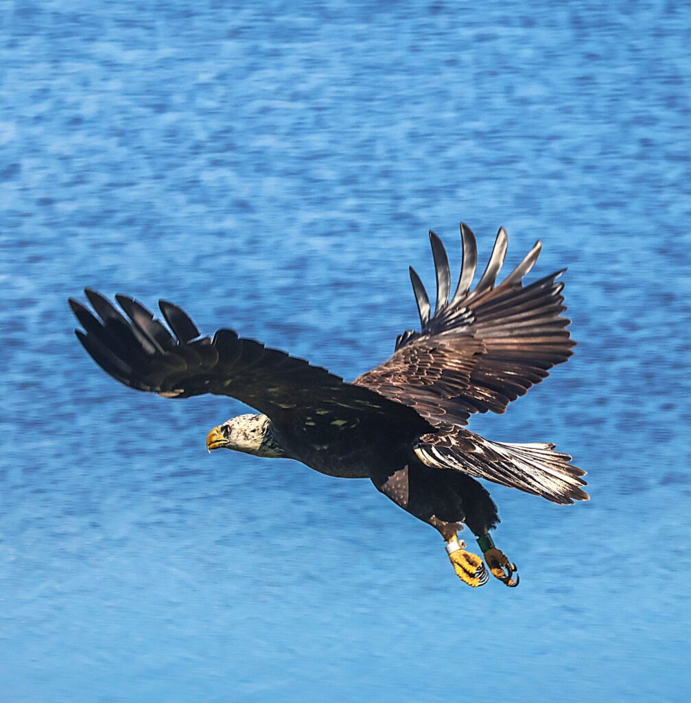 IMG_6012-Bald-Eagle