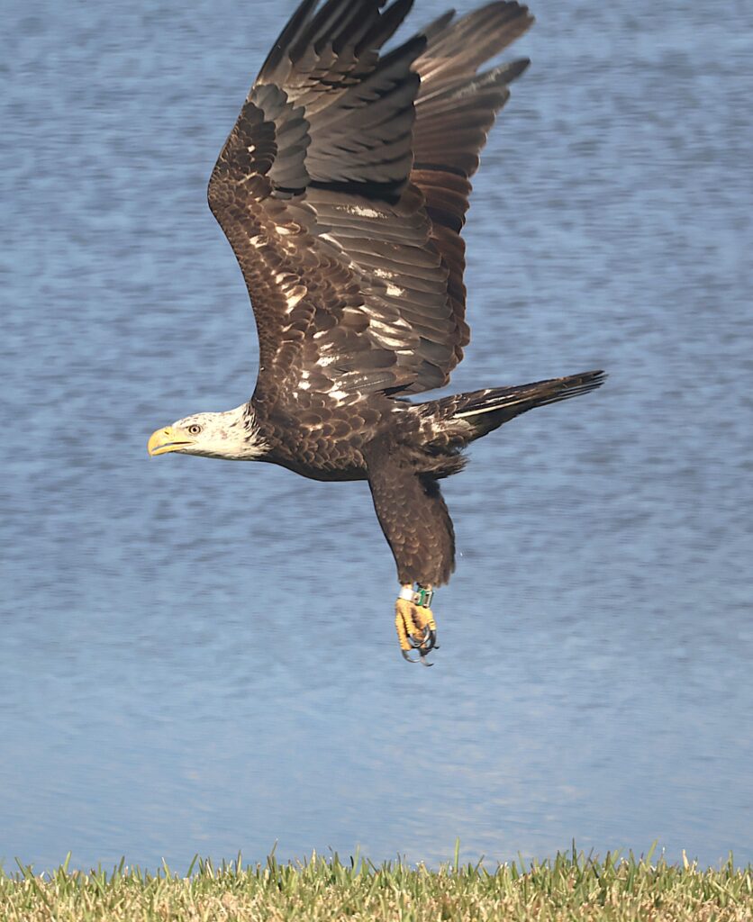 IMG_6013-Bald-Eagle