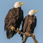 Bald Eagle Couple