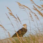 Eagle on the Dune
