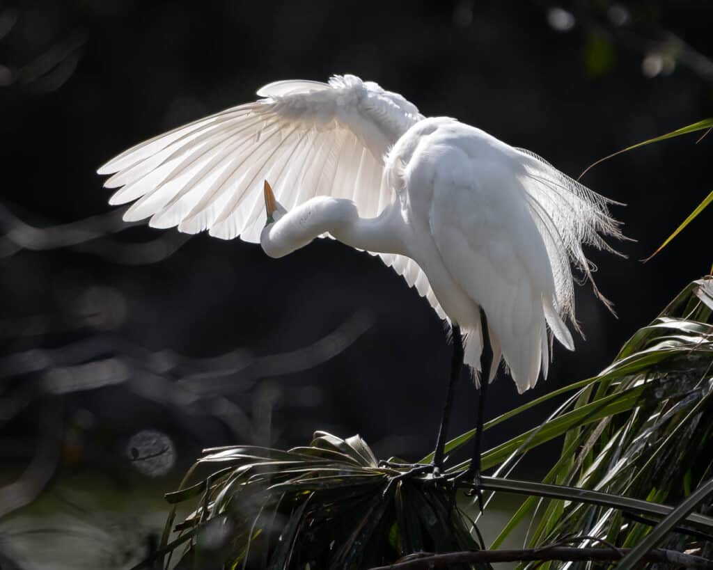 Hanna-Park-birds-feb-18-2023-294-3