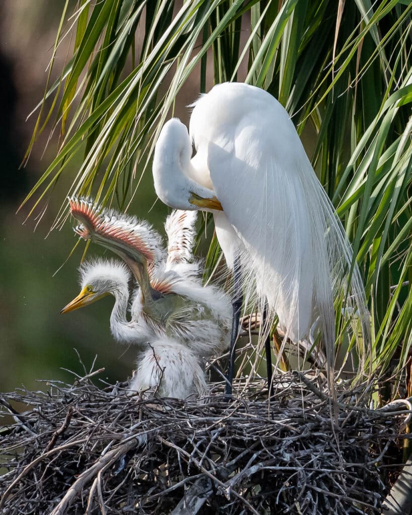 hanna-park-birds-apr-27-2022-252-3