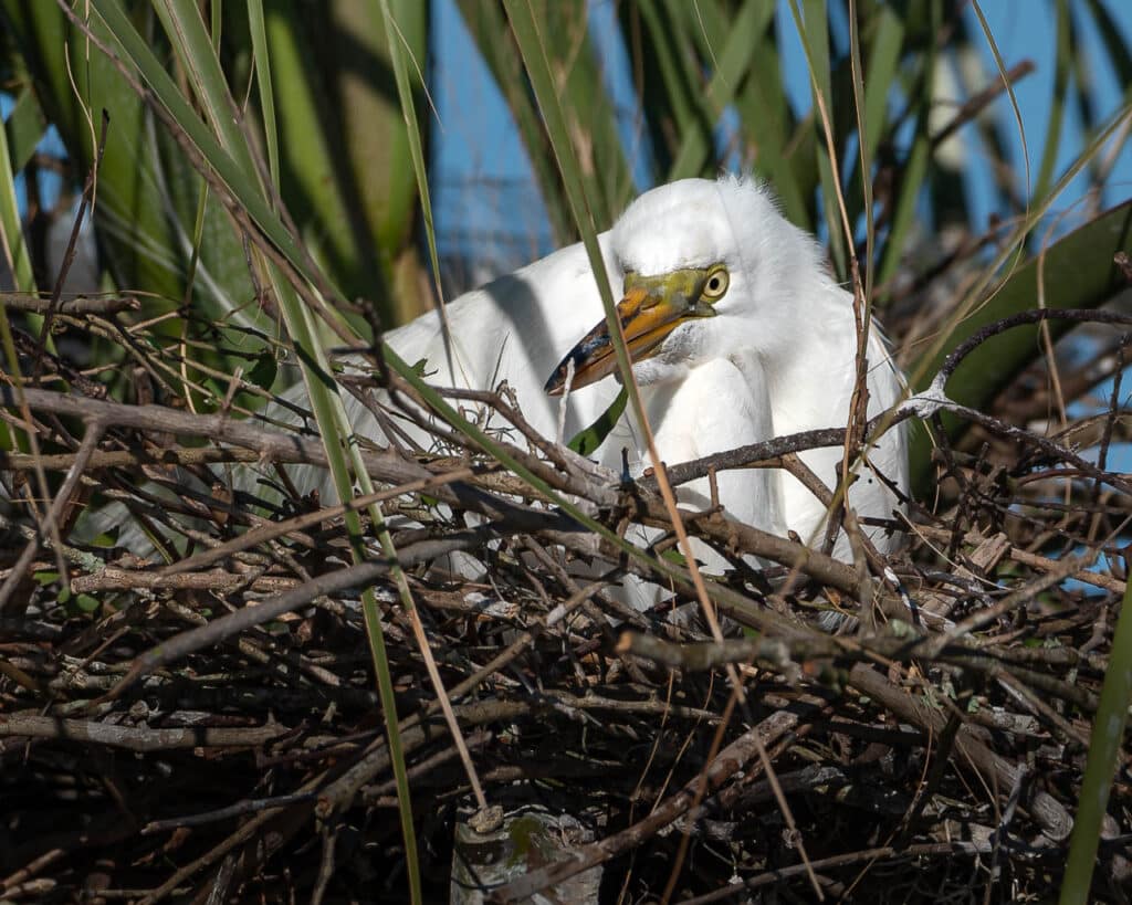 hanna-park-birds-mar-11-2023-077-1