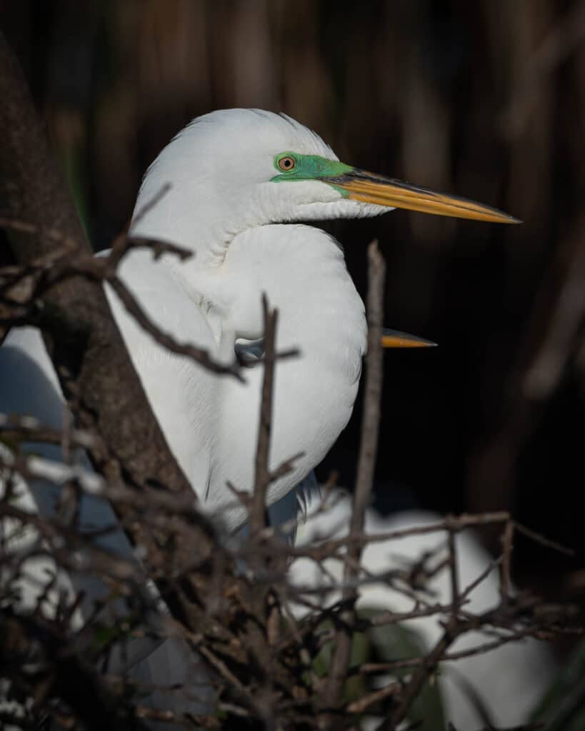 hanna-park-birds-mar-11-2023-091-1