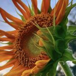 Sunflowers 🌻