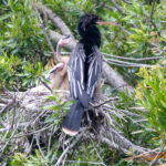 Take a Walk through Bird Island Park