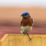Backyard Critters